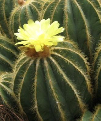Light is a necessity when caring for cactus. 7 Easy Cacti for Beginners - Succulent Plants and Care