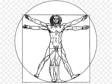 Simetria Do Corpo Humano