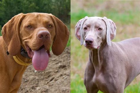 Vizsla Vs Weimaraner Whats The Difference How To Tell