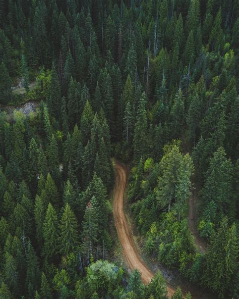 Forest Pictures Hq Download Free Images On Unsplash