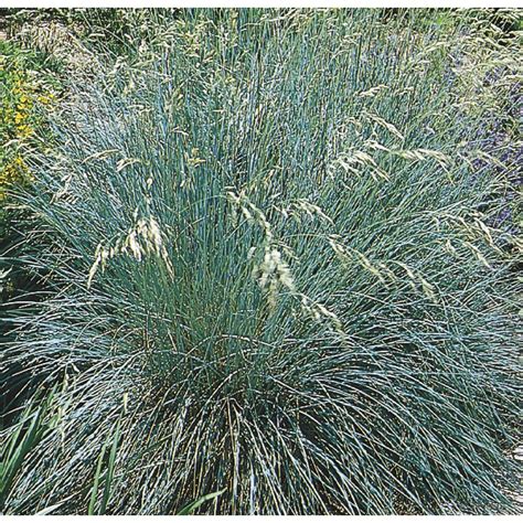 Find content updated daily for how to grow grass Shop 2.5-Quart Blue Oat Grass (L9321) at Lowes.com