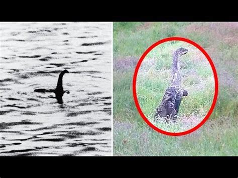 Loch Ness Monster Caught On Tape On Land YouTube