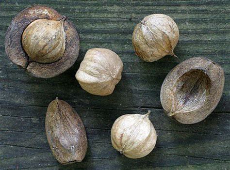 More images for identifying tree nuts » Shagbark Hickory - Nutrition Facts, Benefits, Uses, Side ...