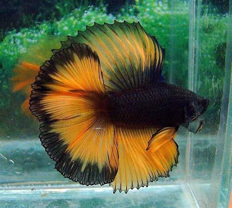 This betta that would make a great candidate for a spawning project. Mustard Gas Betta | Under The Sea... | Pinterest