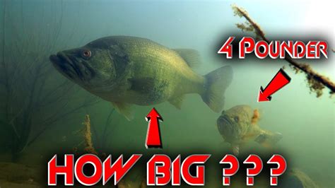 The Biggest Bass We’ve Ever Seen Underwater Underwater Footage Of A Teener Bass Manager