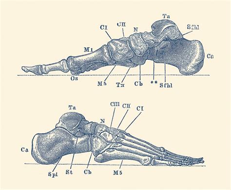 Skeletal Foot Diagram Dual View Anatomy Print Drawing By Vintage