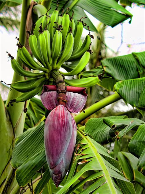 Benefits Of Eating Banana Flower