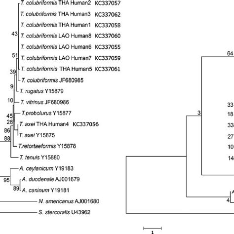 Pdf Molecular Evidence Of Trichostrongylus Colubriformis And