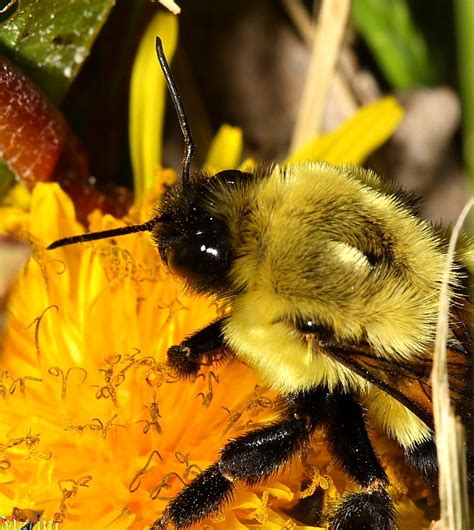Bumble Bee Queen Bombus Impatiens