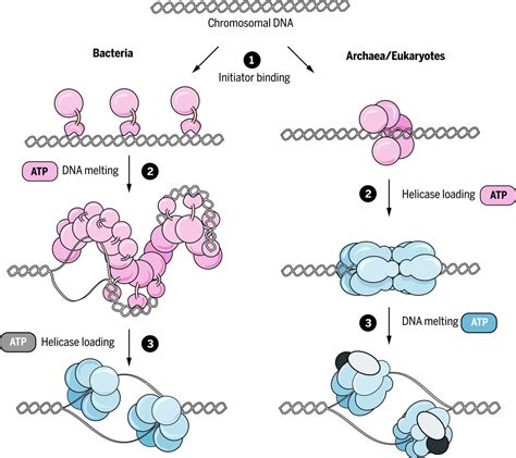 Mechanisms For Initiating Cellular Dna Replication Science