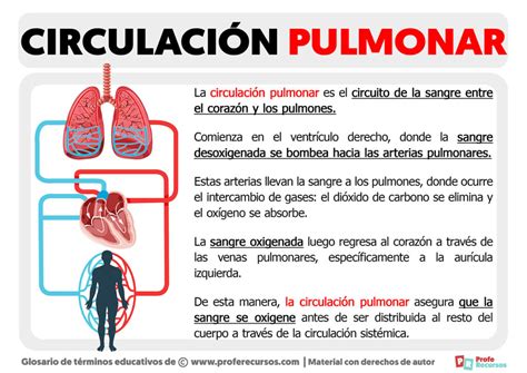 Qué Es La Circulación Pulmonar