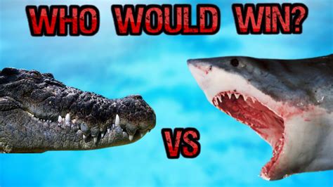 Saltwater Crocodile Vs Great White Shark Who Would Win Youtube