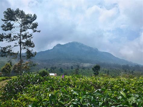 Check spelling or type a new query. Kebun Teh Medini | Sebuah Catatan Petualangan