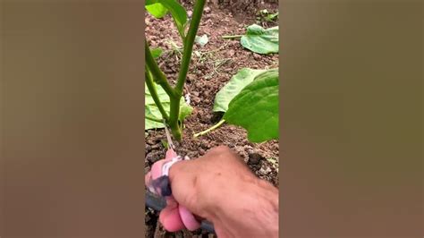 Pruning Eggplants Shorts Eggplant Youtube