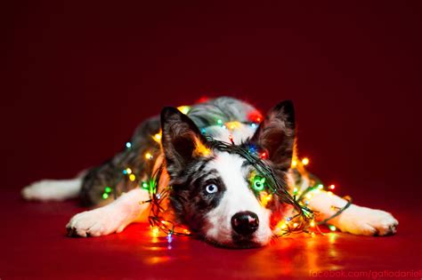 Photographer Captures Adorable Christmas Themed Dog Portraits Art Sheep