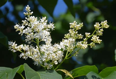 Japanese Tree Lilac Umass Amherst Greenhouse Crops And Floriculture