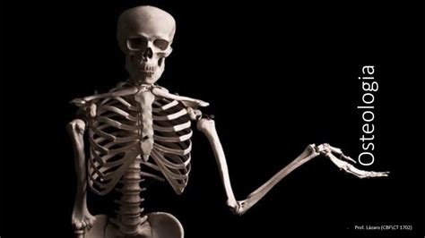 Anatomia Humana Huesos Osteologia Kulturaupice