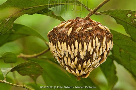 Wasp Stock Photo Minden Pictures