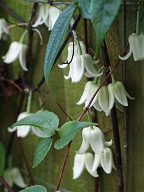 They are the perfect choice to say i love you, congratulations, thank. Asda Flowers And Plants - archivovm305sti