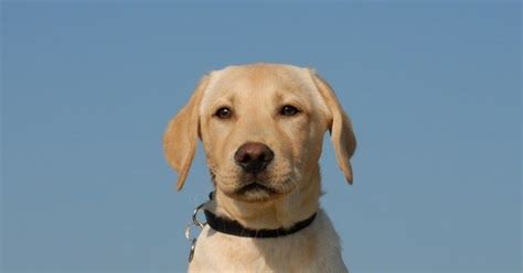 Golden retrievers are long haired dogs. Wonderful Snap Shots Labrador Retriever long hair Thoughts ...
