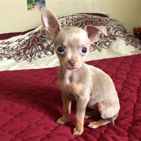 30 Best Dog Names For Mighty Little Chihuahuas Pictures Dogtime