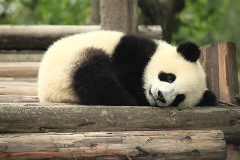 Fossils Of Extinct Panda May Shed Light On Animals Origins