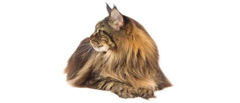 Maine Coon Cat Price Range In India - Baby Black Kittens ...