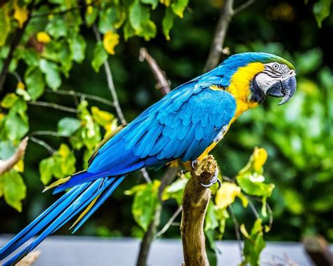 Tropical Bird Macaw Parrot Hd Wallpaper 74920