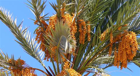 Date Palm 22pcs T Seeds With Love Date Deglet Noor Etsy