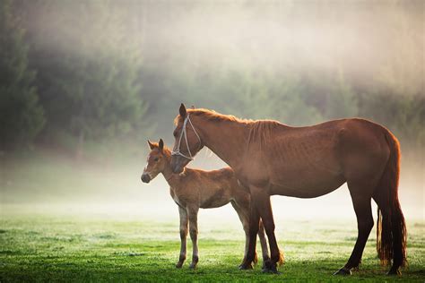 Baby Horse Wallpapers Wallpaper Cave