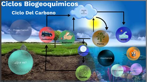 Ciclo Biogeoquímico Ciclo Del Carbono By Irving Naim Estrada Carlos