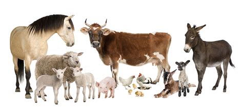 Farm Animals Wallpaper ·① Wallpapertag