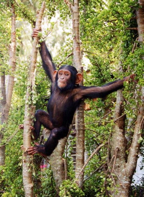 When Humans And Chimps Split Live Science