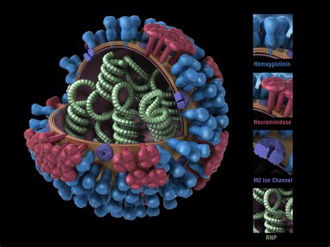 A Universal Influenza Vaccine May Be One Step Closer Bringing Long