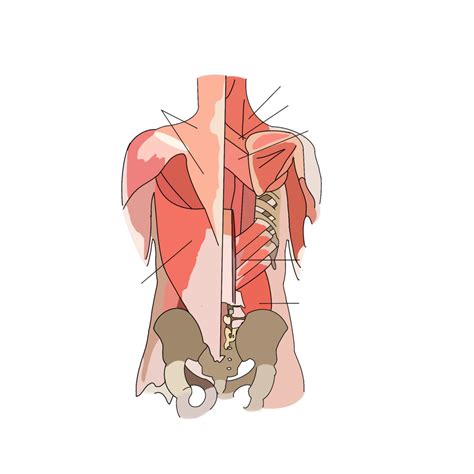 Back Muscles Diagram Quizlet