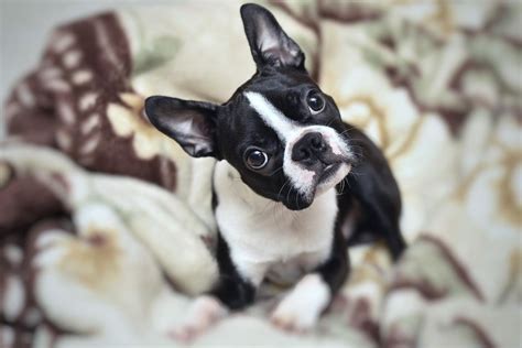 15 Reasons Why Boston Terriers Are The Best Dogs Ever Page 4 Of 5