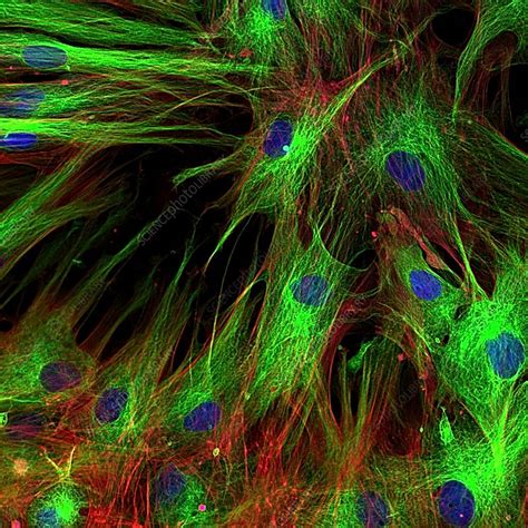 Fibroblast Skin Cells Fluorescence Light Micrograph Stock Image