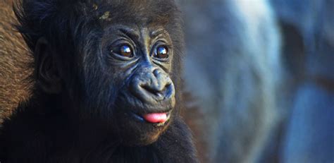 El bebé gorila pepe nacido en bioparc valencia cumple 3 años marzo 2021. Experiencias BIOPARC - BIOPARC Valencia