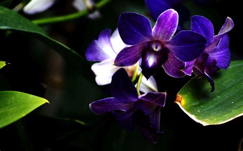 Blue And Purple Orchid Wallpapers Wallpaper Cave