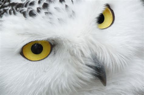 Snowy Owl Eyes Free Stock Photo Public Domain Pictures