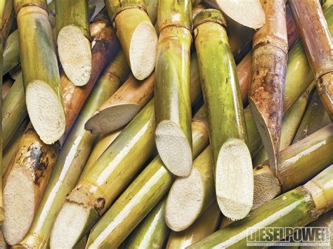 Sugarcane Is The Worlds Largest Crop Sugar Is Made Of Sugarcanes