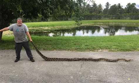 Two Massive Pythons Captured In South Florida