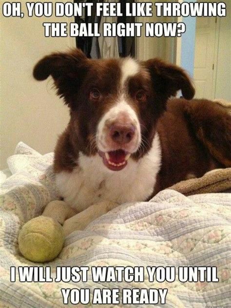 10 Best Border Collie Memes Of All Time