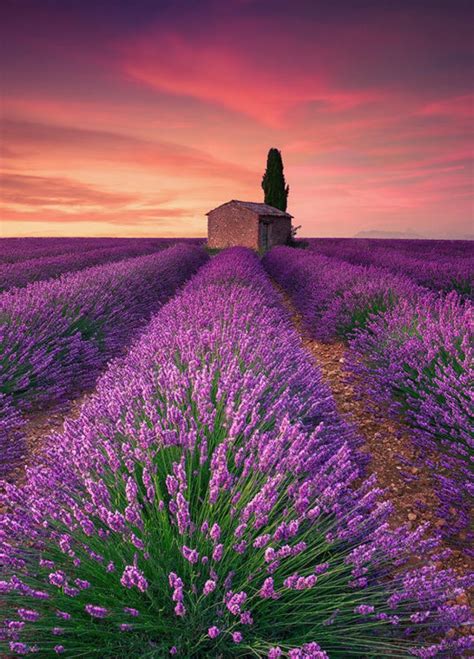 🇫🇷 Lavender Field Valensole France By Eric Rousset 🌸 Beautiful