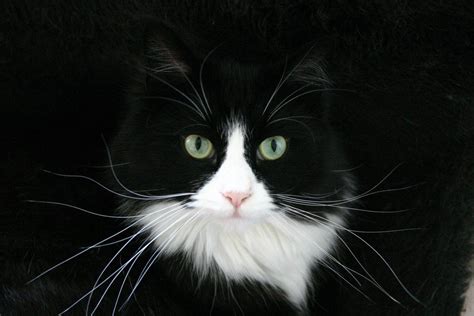 Tuxedo Cat Wallpapers Top Free Tuxedo Cat Backgrounds Wallpaperaccess