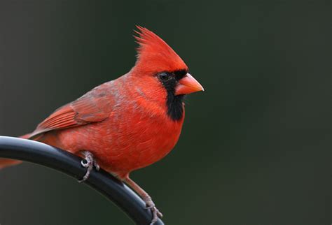 General Information About The Northern Cardinal Cardinalis Cardinalis