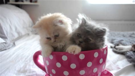 Kittens In A Teacup ♡ Youtube