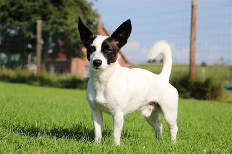 Jack Russell Chihuahua Mix A Complete Guide Of Jack Chi