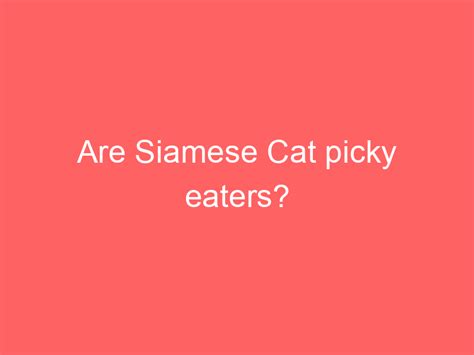 are siamese cat picky eaters siamese fur
