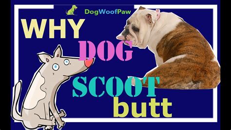 Why Dogs Scoot Their Butts On The Floor Dog Woof Paw Youtube